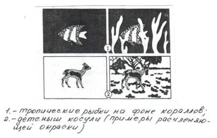 Пріспособленность- результат дії факторів еволюції (пристосованість) Пріспособленность- результат дії чинників еволюції