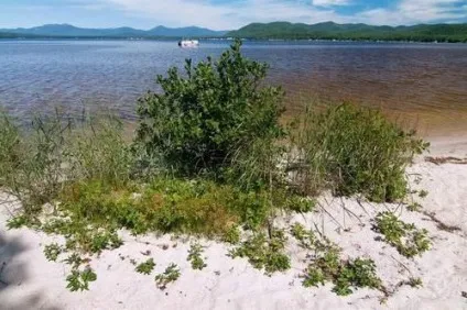 Приклади природних спільнот море, океан, озеро, болото, поле (океан) Приклади природних спільнот море, океан, озеро, болото, поле