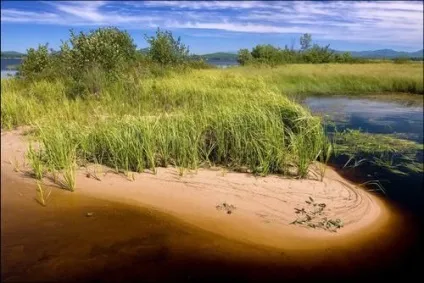 Приклади природних спільнот море, океан, озеро, болото, поле (приклади) Приклади природних спільнот море, океан, озеро, болото, поле