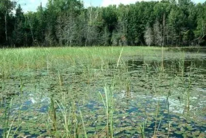 Приклади природних спільнот море, океан, озеро, болото, поле (море) Приклади природних спільнот море, океан, озеро, болото, поле