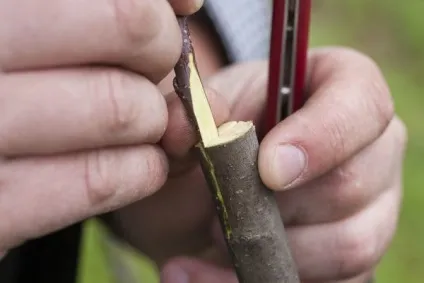 Щеплення яблуні на дички покрокова інструкція (щеплення) Щеплення яблуні на дички покрокова інструкція