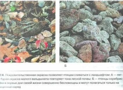 Пріспособленность- результат дії факторів еволюції (природного відбору острівні) Пріспособленность- результат дії чинників еволюції