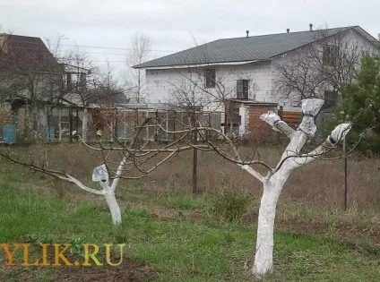 Щеплення яблуні на дички всі способи і фото