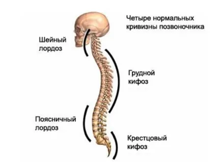 Причини сколіозу хребта - як визначити і чим небезпечний сколіоз (хребта) Причини сколіозу хребта - як визначити і чим небезпечний сколіоз