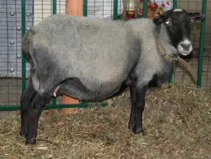 Продаж вовни овець романівської породи (породи) Продаж вовни овець романівської породи