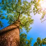 Проект готової композиції «квітучий куточок саду» для realtime landscaping architect 2016, (3d квітник) Проект готової композиції «квітучий куточок саду» для realtime landscaping architect 2016,
