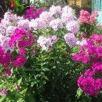 Проект готової композиції «квітучий куточок саду» для realtime landscaping architect 2016, (готової) Проект готової композиції «квітучий куточок саду» для realtime landscaping architect 2016,