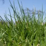 Проект готової композиції «квітучий куточок саду» для realtime landscaping architect 2016, (realtime) Проект готової композиції «квітучий куточок саду» для realtime landscaping architect 2016,