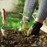 Проект готової композиції «квітучий куточок саду» для realtime landscaping architect 2016, (3d квітник) Проект готової композиції «квітучий куточок саду» для realtime landscaping architect 2016,