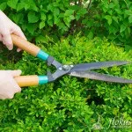 Проект готової композиції «квітучий куточок саду» для realtime landscaping architect 2016, (саду) Проект готової композиції «квітучий куточок саду» для realtime landscaping architect 2016,