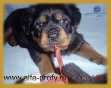 Професійний розплідник ротвейлерів - альфа-профі - майбутньому власнику (ротвейлер) Професійний розплідник ротвейлерів - альфа-профі - майбутньому власнику