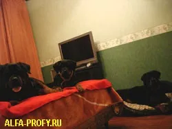 Професійний розплідник ротвейлерів - альфа-профі - майбутньому власнику (собаки) Професійний розплідник ротвейлерів - альфа-профі - майбутньому власнику