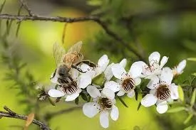 Противірусний, антисептичний, антибактеріальний Манука мед з новою зеландії (лікування травної системи манука медом) Противірусний, антисептичний, антибактеріальний Манука мед з новою зеландії
