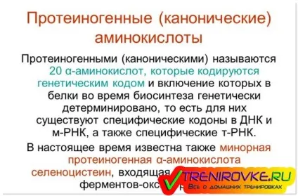 Протеїногенні амінокислоти - властивості, класифікація, хімічний склад (склад) Протеїногенні амінокислоти - властивості, класифікація, хімічний склад