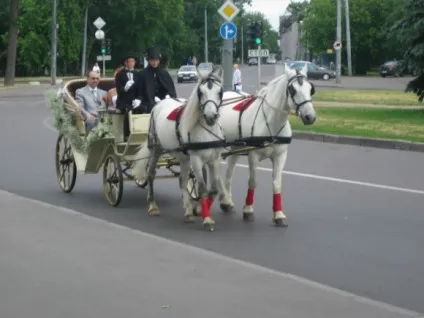 Прокат коней на весілля, коні на весілля - весілля на конях (коні на весілля) Прокат коней на весілля, коні на весілля - весілля на конях