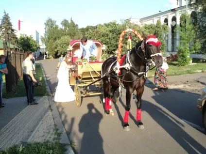 Прокат коней на весілля, коні на весілля - весілля на конях (замовлення коней) Прокат коней на весілля, коні на весілля - весілля на конях