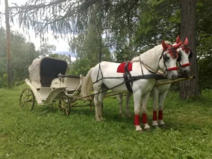 Прокат коней на весілля, коні на весілля - весілля на конях (коні на весілля) Прокат коней на весілля, коні на весілля - весілля на конях