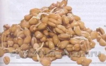 Пшениця, бургуль, кускус, жито, Фрике, приготування (жито) Пшениця, бургуль, кускус, жито, Фрике, приготування