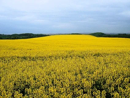 Ріпак і суріпиця - сидерати (зелені добрива)