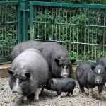 Розведення в'єтнамських свиней в домашніх умовах як бізнес відео-інструкція