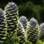 Різні сорти ялиці фото (сорти) Різні сорти ялиці фото