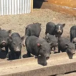Розведення в'єтнамських свиней в домашніх умовах як бізнес відео-інструкція