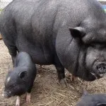 Розведення в'єтнамських свиней в домашніх умовах як бізнес відео-інструкція