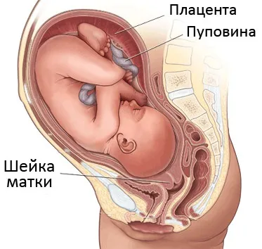Розкриття шийки на 3 пальці народжувати (розкриття) Розкриття шийки на 3 пальці народжувати