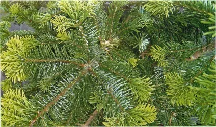 Різні сорти ялиці фото (ялиці) Різні сорти ялиці фото