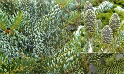 Різні сорти ялиці фото (ялиці) Різні сорти ялиці фото