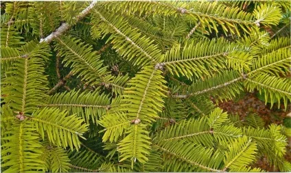 Різні сорти ялиці фото (сорти) Різні сорти ялиці фото