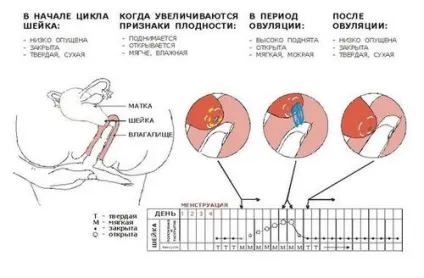 Розкриття шийки на 3 пальці народжувати (шийки матки палець) Розкриття шийки на 3 пальці народжувати