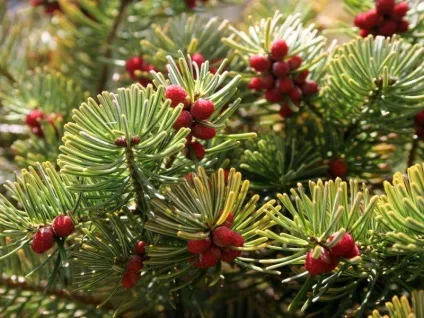 Різні сорти ялиці фото (ялиці) Різні сорти ялиці фото