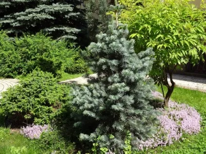 Різні сорти ялиці фото (сорти) Різні сорти ялиці фото