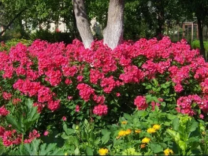 Розмноження багаторічних флоксів при догляді за ними відео способів живцювання і ділення куща