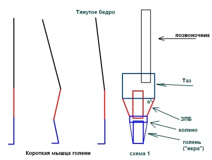 Розтягування задньої поверхні стегон - шкідливо або корисно йога в Рівне (лордоз) Розтягування задньої поверхні стегон - шкідливо або корисно йога в Рівне