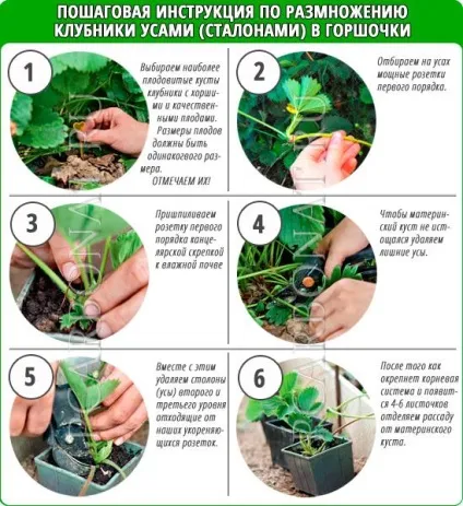 Розмноження полуниці вусами перевіреними способами - my life (вусами) Розмноження полуниці вусами перевіреними способами - my life