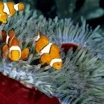 Риба клоун опис, цікаві факти, фото і відео (риба) Риба клоун опис, цікаві факти, фото і відео