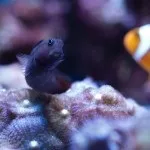 Риба клоун опис, цікаві факти, фото і відео (риба клоун стрекающие актиния амфиприонов оцелляріс самець самка) Риба клоун опис, цікаві факти, фото і відео