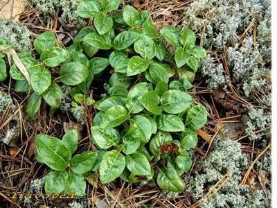 Рецепти при міомі матки кращі народні методики (залити крутого окропу) Рецепти при міомі матки кращі народні методики