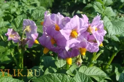 Рецепти настоянок з квіток картоплі властивості і застосування, відеоогляд (Заливаємо окропом Потім наполягаємо) Рецепти настоянок з квіток картоплі властивості і застосування, відеоогляд