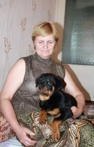 Ротвейлер розплідники і приватні заводчики (ротвейлер) Ротвейлер розплідники і приватні заводчики
