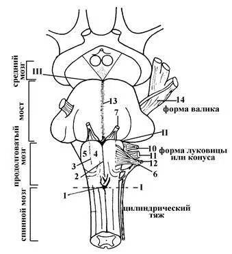 ромбоподібний мозок