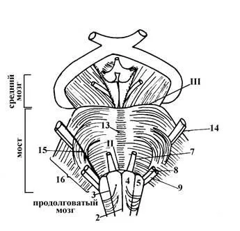 ромбоподібний мозок