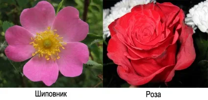 Роза і шипшина - чим вони відрізняються, в чому різниця (відрізняються) Роза і шипшина - чим вони відрізняються, в чому різниця