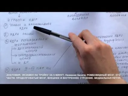 Ромбоподібний мозок, його відділи, межі, будова, зв'язки з іншими відділами мозку
