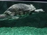Пневмонія червоновухих черепах, ветеринарна клініка «лаки» в Харкові (червоновухих) Пневмонія червоновухих черепах, ветеринарна клініка «лаки» в Харкові