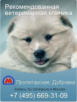 Чому кішка викусивает шерсть, що робити якщо кішка лисіє, свербить і викусивает шерсть на боках (шерсть) Чому кішка викусивает шерсть, що робити якщо кішка лисіє, свербить і викусивает шерсть на боках