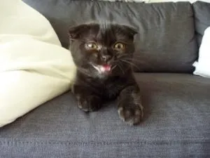 Чому у кота смердить з рота тухлятину (у кота смердить з рота тухлятину і погано їсть) Чому у кота смердить з рота тухлятину