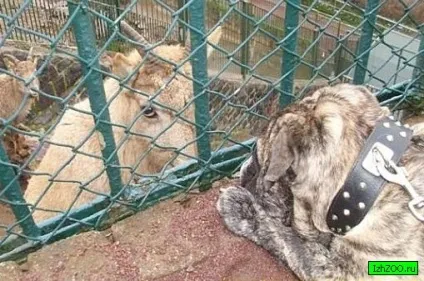 Чому заборонений вхід в зоопарк з тваринами Хмельніцкійій зоопарк (Удмуртія) (не можна) Чому заборонений вхід в зоопарк з тваринами Хмельніцкійій зоопарк (Удмуртія)